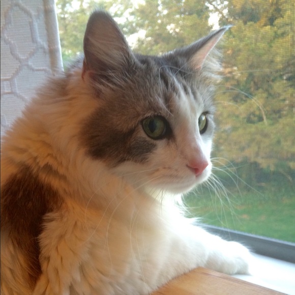 Meet your Posher, Olivia - Picture 1 of 1